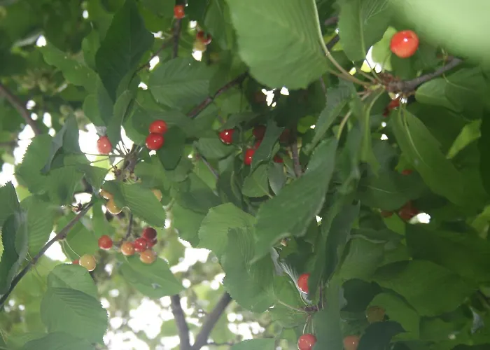 Butik & Restaurant 4* Alacali